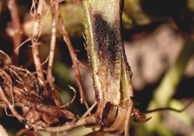 Книпхофия (книфофия): сорта, посадка, уход и выращивание, отзывы