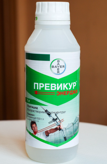 Болезни и вредители петунии: борьба с ними, фото