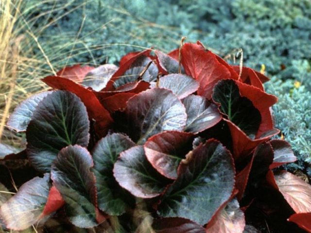 Бадан Bressingham White (Брессингем Вайт), Ruby (Руби)