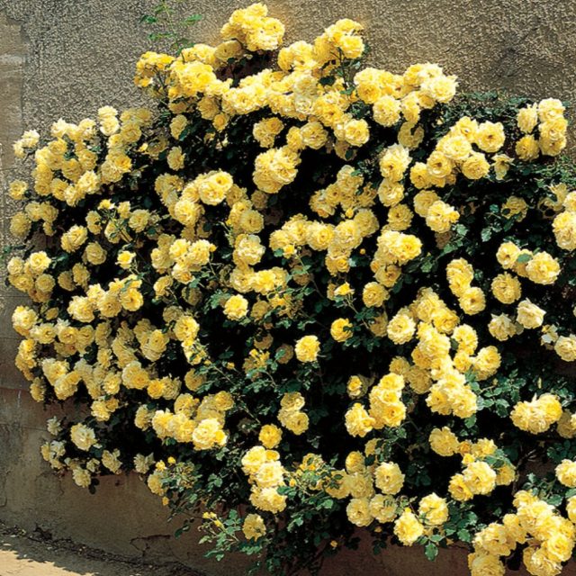 Плетистая роза Golden Perfume (Голден Парфюм): описание и фото, отзывы