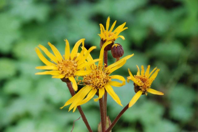 Ligularia hessei (Бузульник Хессей): посадка и уход, фото