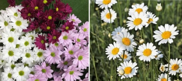 Ромашковые хризантемы: как называются, лучшие сорта, фото цветов