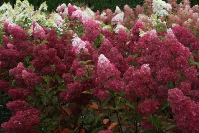 Гортензия Angels Blush (Ангел Бланш, Руби): описание и фото, отзывы