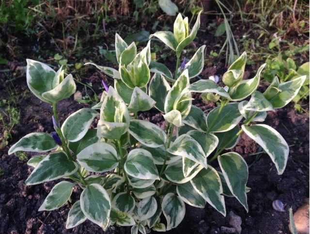 Барвинок крупный (большой): описание, фото Вариегата (Variegata)