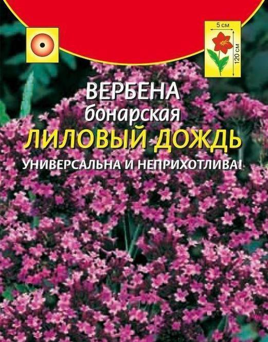 Вербена буэнос-айресская (бонарская) многолетняя: выращивание, фото