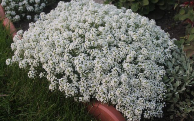 Алиссум ампельный: описание, сорта, выращивание, фото