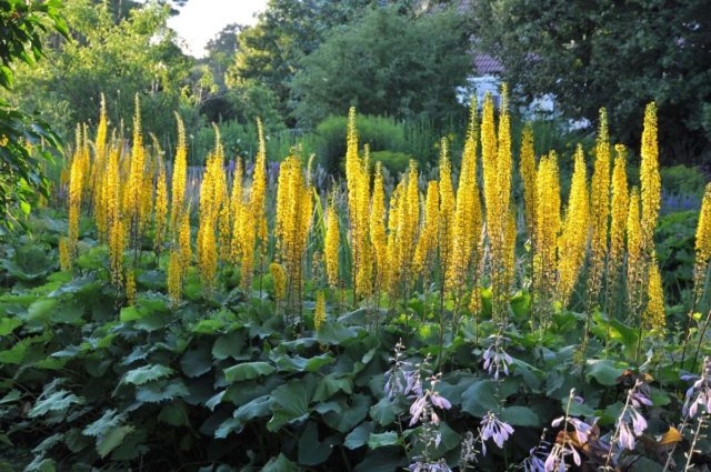 Ligularia veitchiana (Бузульник Вича): описание, фото