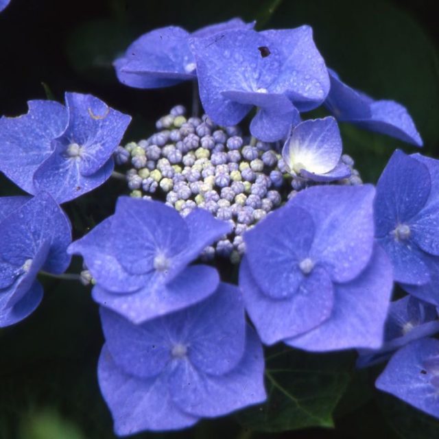 Гортензия крупнолистная Blaumeise (Блаумайс): описание, посадка и уход