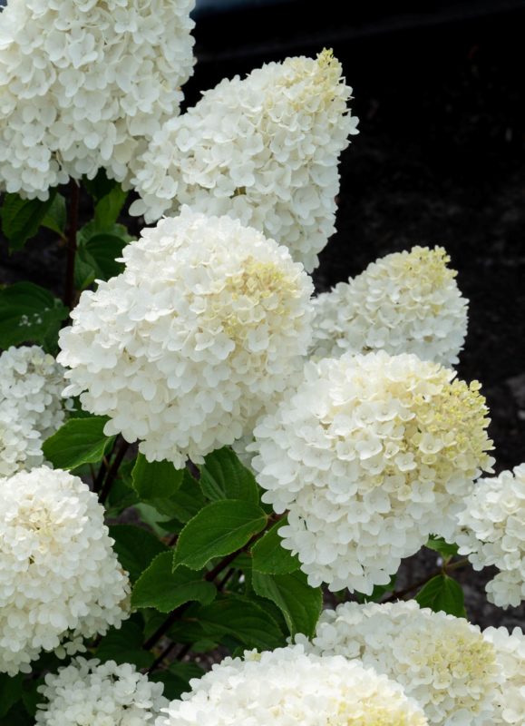 Гортензия Summer Snow (Саммер Сноу): описание, фото, отзывы