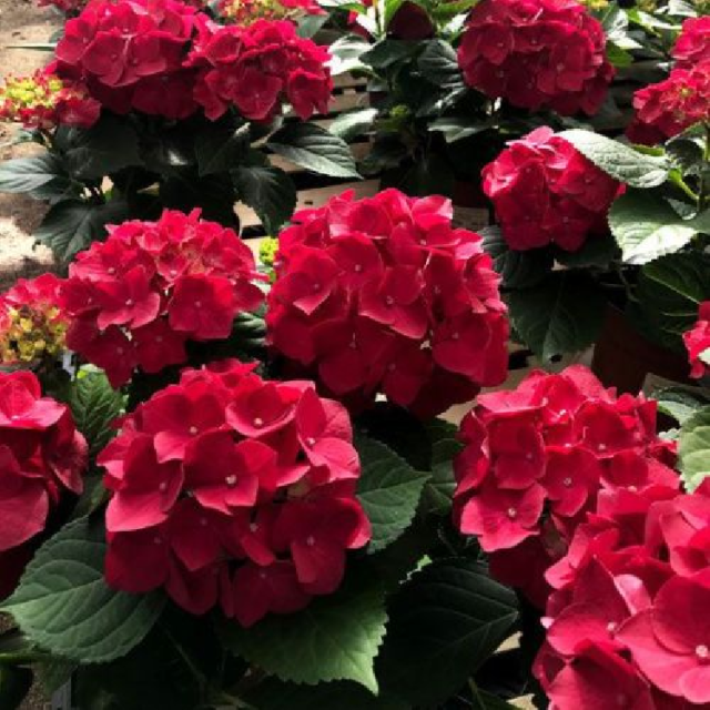 Гортензия крупнолистная Royal Red (Роял Ред)