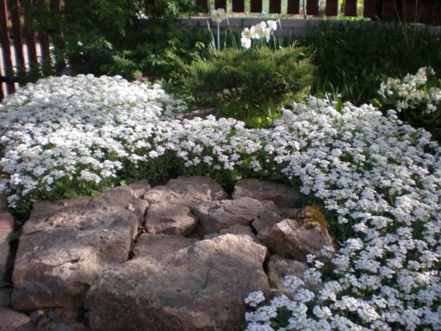 Резуха (арабис) многолетняя: описание и фото, выращивание, отзывы
