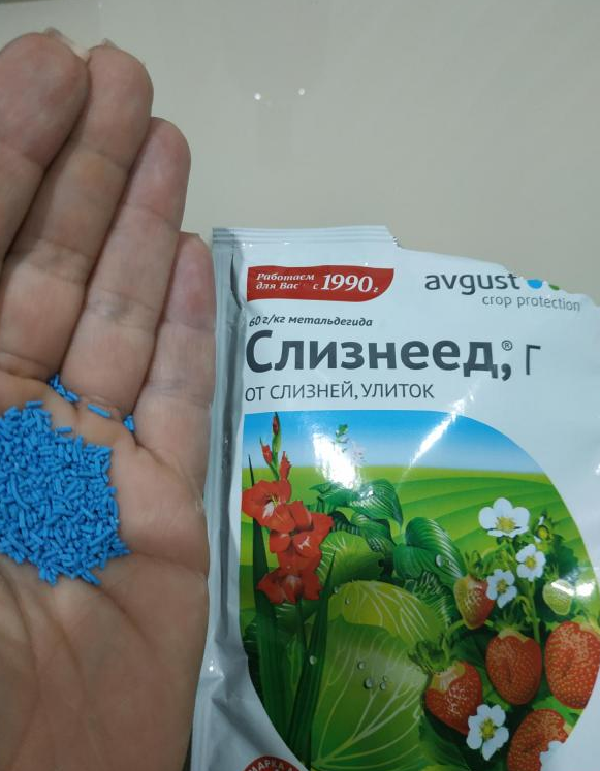 Бузульник (лигулярия) зубчатая Черный пурпур: описание, выращивание