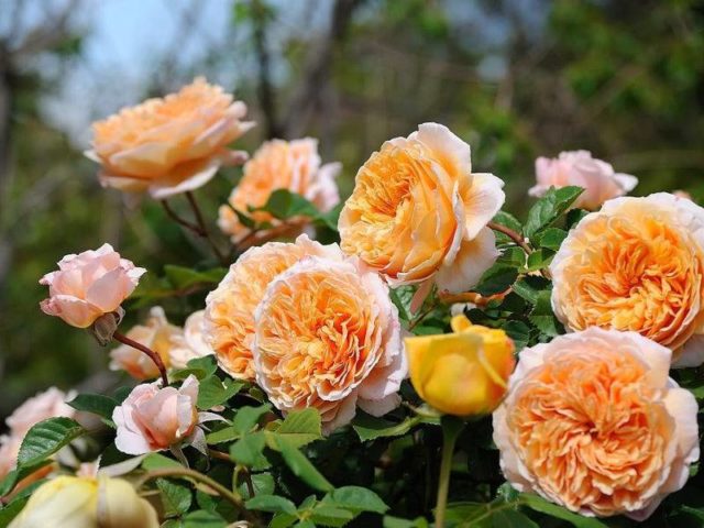 Английская роза Crown Princess Margareta (Краун Принцесс Маргарет)