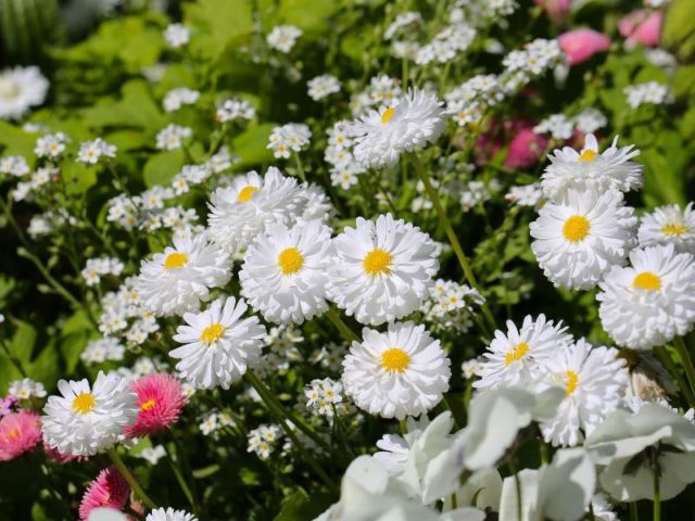 Ромашковые хризантемы: как называются, лучшие сорта, фото цветов