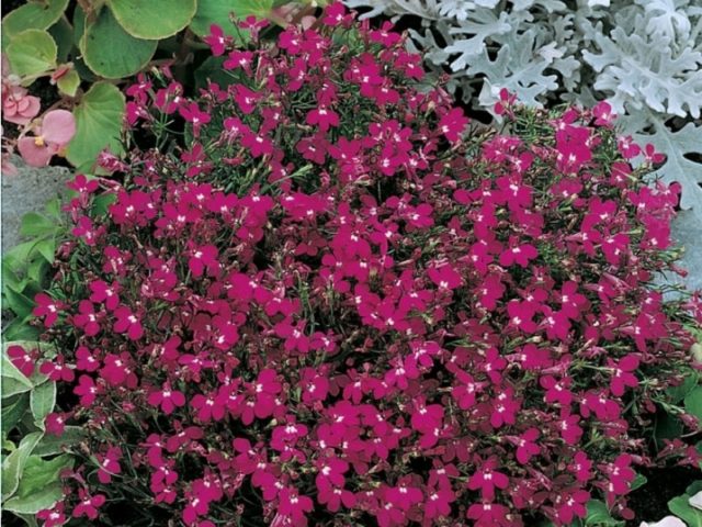 Лобелия длинночерешковая (эринус): описание, посадка и уход, фото