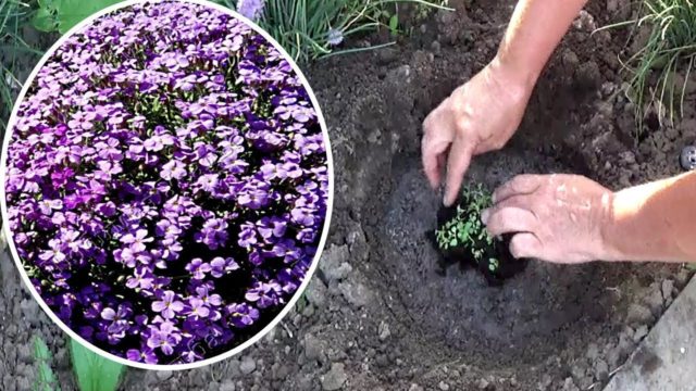 Аубреция (обриета): выращивание из семян, когда сажать на рассаду, фото
