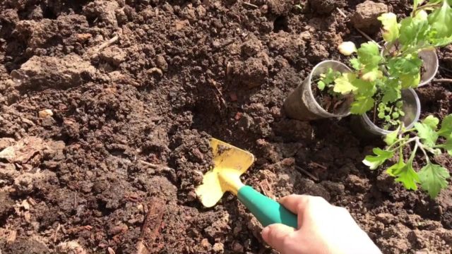 Посадка хризантем в открытый грунт весной
