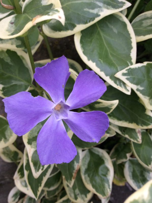 Барвинок крупный (большой): описание, фото Вариегата (Variegata)