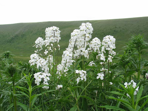 Вечерница (ночная фиалка): посадка и уход, фото цветка