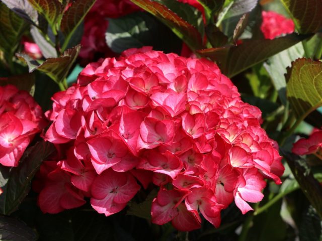 Гортензия крупнолистная Royal Red (Роял Ред)