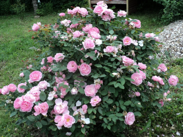 Роза канадская парковая Джон Дэвис (John Davis): фото и описание сорта