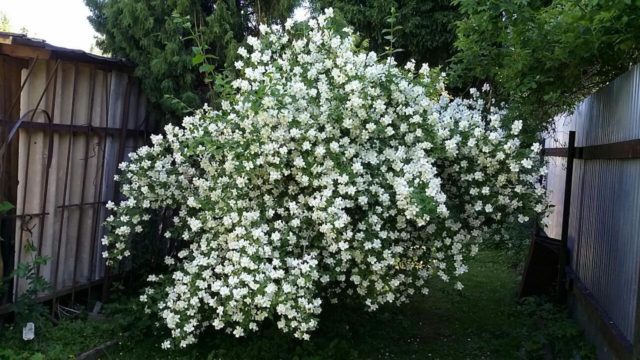 Жасмин садовый (чубушник) мелколистный (земляничный): описание, фото