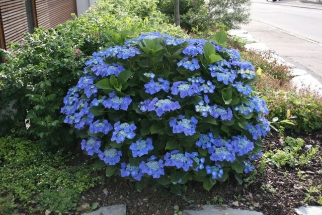 Гортензия крупнолистная Blaumeise (Блаумайс): описание, посадка и уход