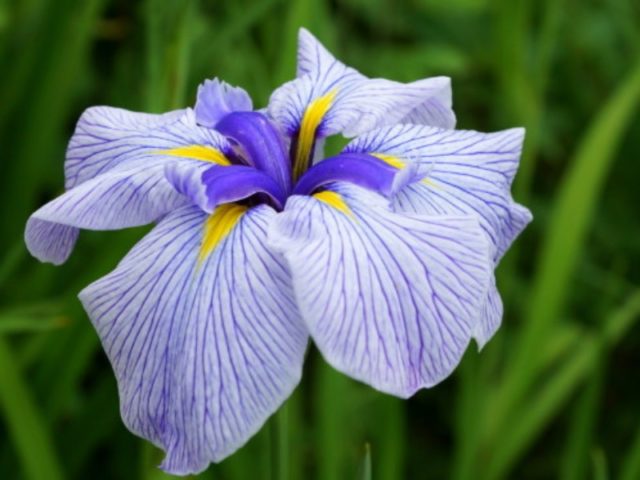 Японские касатики (ирисы): сорта с фото и названиями