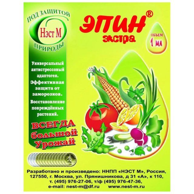 Выращивание дихондры из семян в домашних условиях