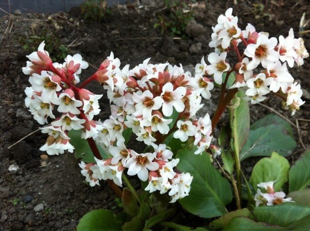 Бадан Bressingham White (Брессингем Вайт), Ruby (Руби)