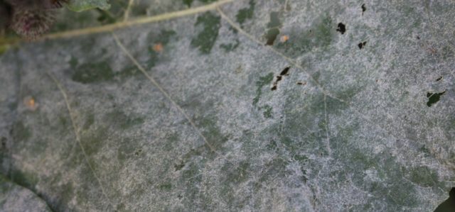Бруннера Jack Frost (Джек Фрост): описание сорта, фото