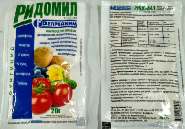 Черная пятнистость на розах: лечение, профилактика, фото, летом, осенью, весной