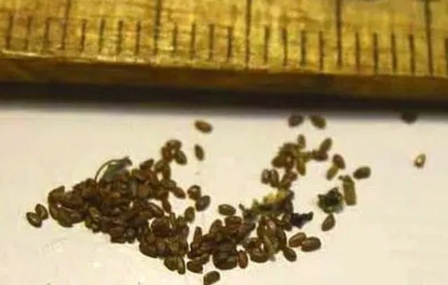 Выращивание колокольчика карпатского из семян в домашних условиях