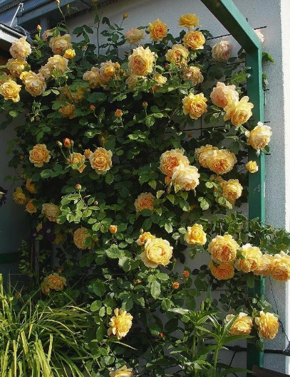 Роза Остина Голден Селебрейшен (Golden Celebration): фото и описание