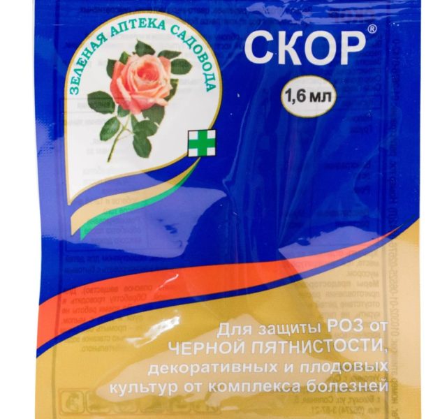 Бузульник Garden Confetti (Гарден Конфетти): описание сорта, фото