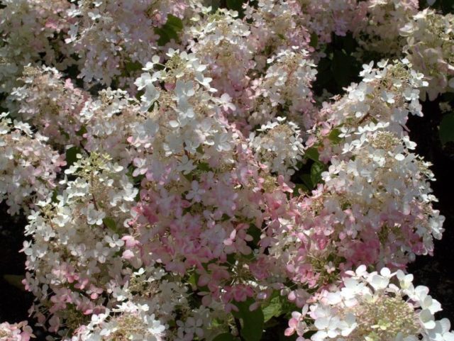 Гортензия Angels Blush (Ангел Бланш, Руби): описание и фото, отзывы