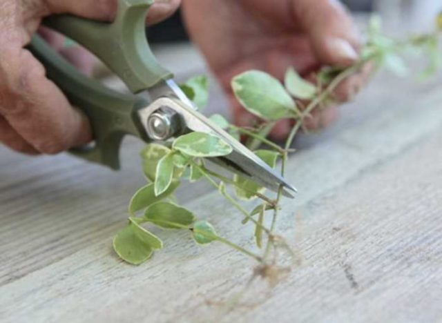 Барвинок крупный (большой): описание, фото Вариегата (Variegata)