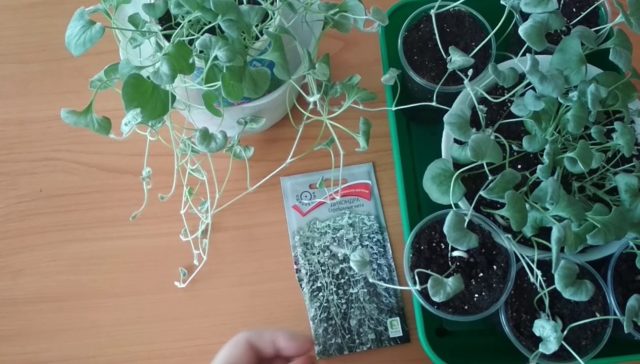 Дихондра Серебристый водопад: когда сеять, выращивание дома, фото