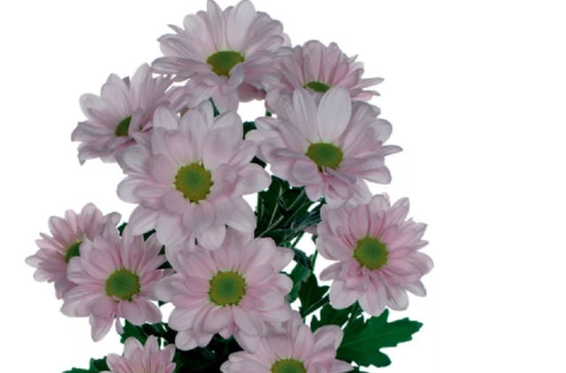 Ромашковые хризантемы: как называются, лучшие сорта, фото цветов