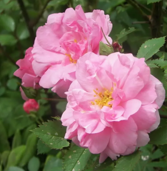 Роза канадская парковая Джон Дэвис (John Davis): фото и описание сорта