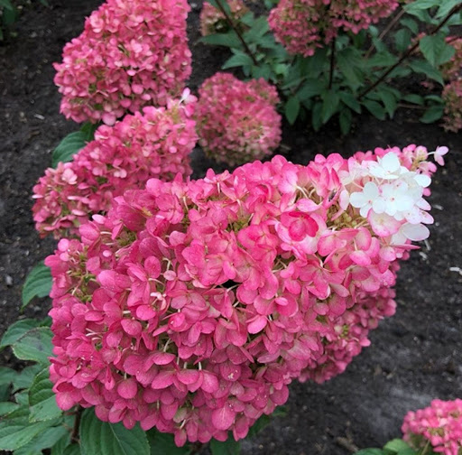 Гортензия метельчатая Strawberry Blossom (Строберри Блоссом)