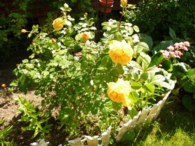 Плетистая роза Golden Perfume (Голден Парфюм): описание и фото, отзывы