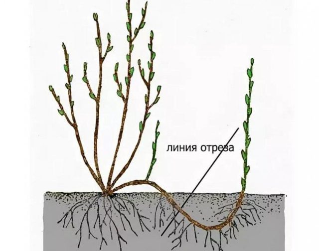 Барвинок крупный (большой): описание, фото Вариегата (Variegata)