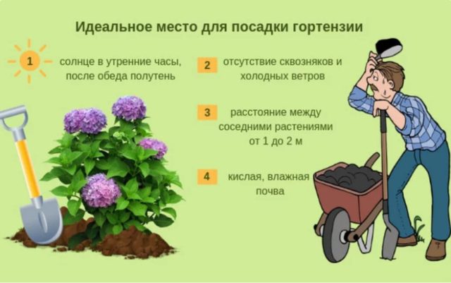 Как правильно пересадить гортензию на новое место осенью