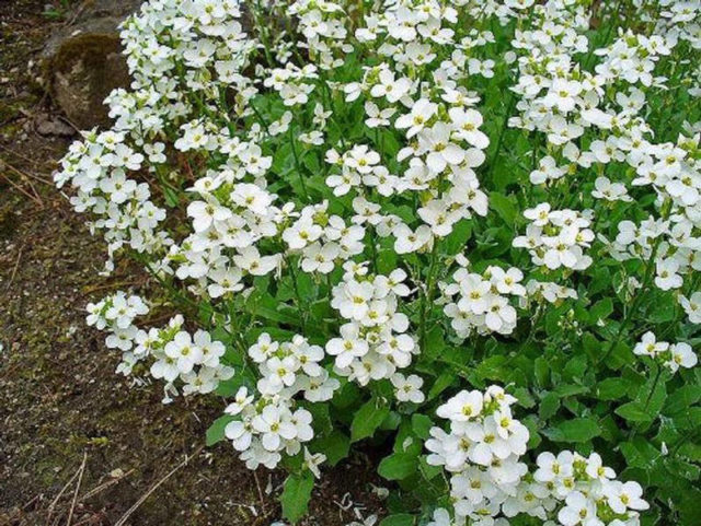 Резуха (арабис) альпийская: описание, выращивание из семян, фото