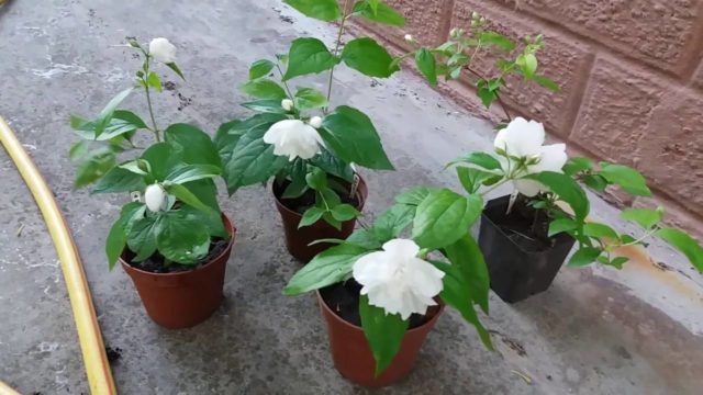Размножение жасмина садового (чубушника) черенкованием, отводками