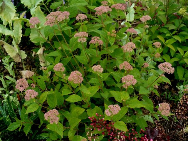 Гортензия Pink Pincushion (Пинк Пинкушен): описание и фото, отзывы