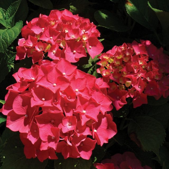 Гортензия крупнолистная Royal Red (Роял Ред)