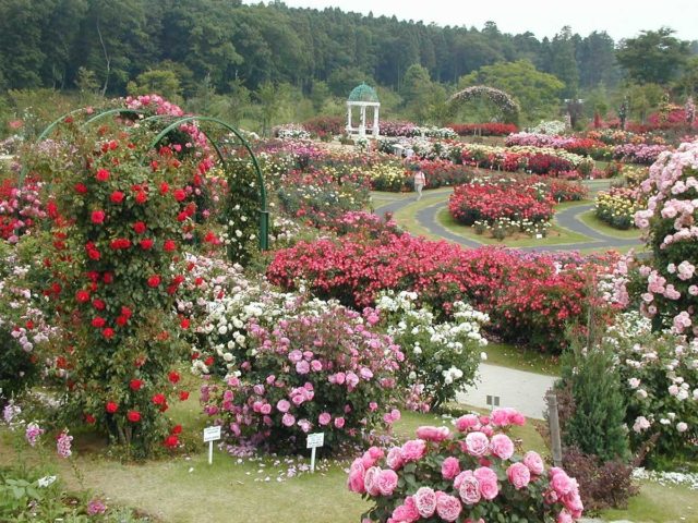 Роза флорибунда Carousel (Карусель): описание и фото, отзывы