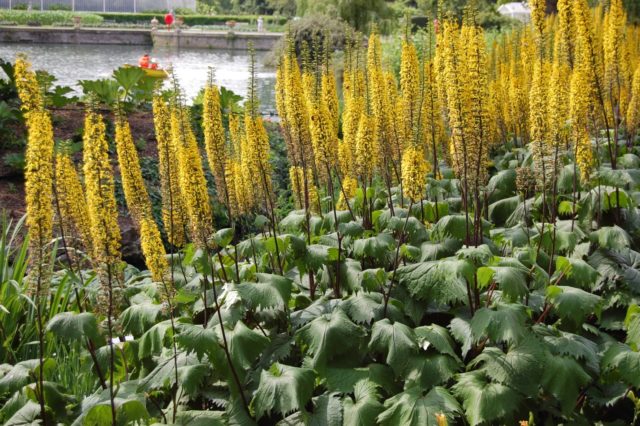 Ligularia veitchiana (Бузульник Вича): описание, фото